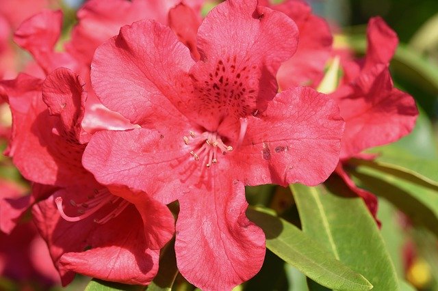 Download gratuito Flower Red Rhododendron: foto o immagine gratuita da modificare con l'editor di immagini online GIMP