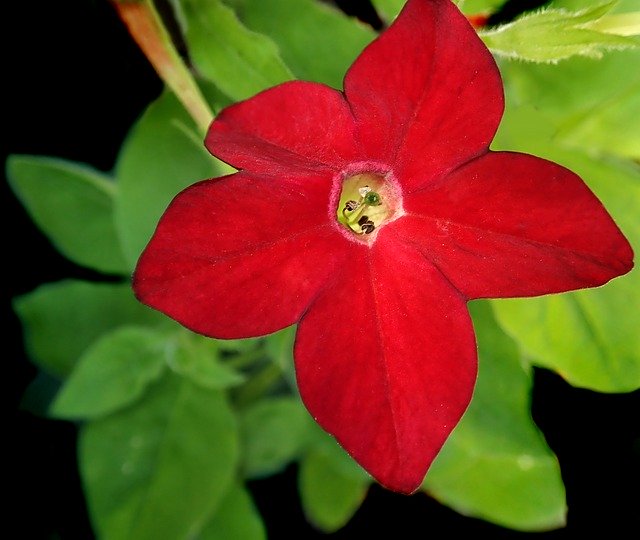 Descarga gratuita Flower Red Tobacco: foto o imagen gratuita para editar con el editor de imágenes en línea GIMP