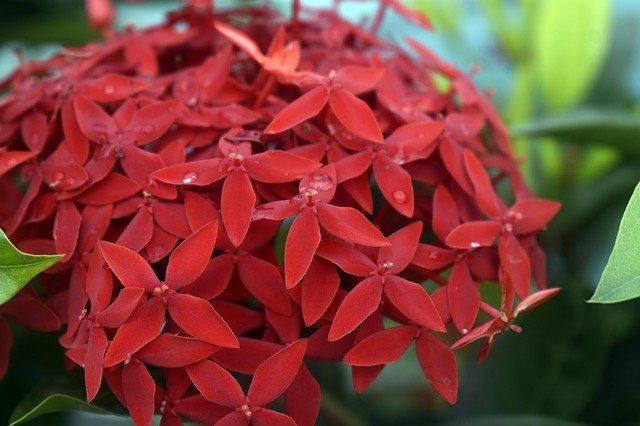 Free download Flower Red Water Drops -  free photo or picture to be edited with GIMP online image editor