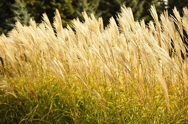 Free download Flower Reeds Wind -  free photo or picture to be edited with GIMP online image editor