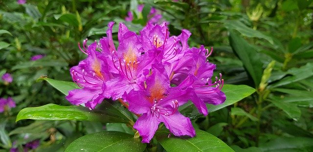 Free download Flower Rhododendron Bloom -  free photo or picture to be edited with GIMP online image editor