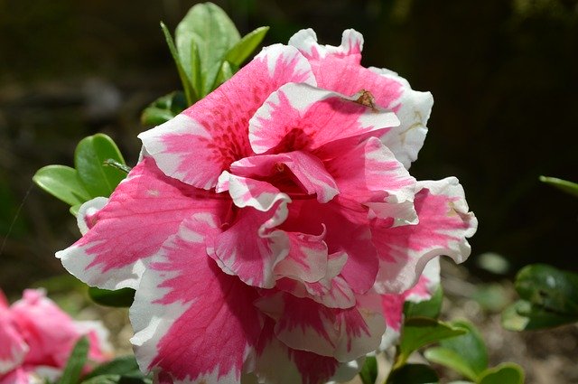 Modèle Photo Fleur Rosa - pour OffiDocs