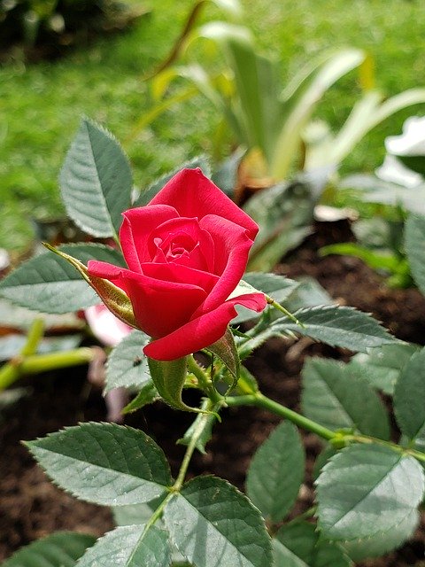 Descărcare gratuită Flower Rosa Field - fotografie sau imagine gratuită pentru a fi editată cu editorul de imagini online GIMP