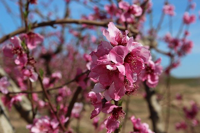 Tải xuống miễn phí Hoa Rosa Hoa - ảnh hoặc ảnh miễn phí được chỉnh sửa bằng trình chỉnh sửa ảnh trực tuyến GIMP