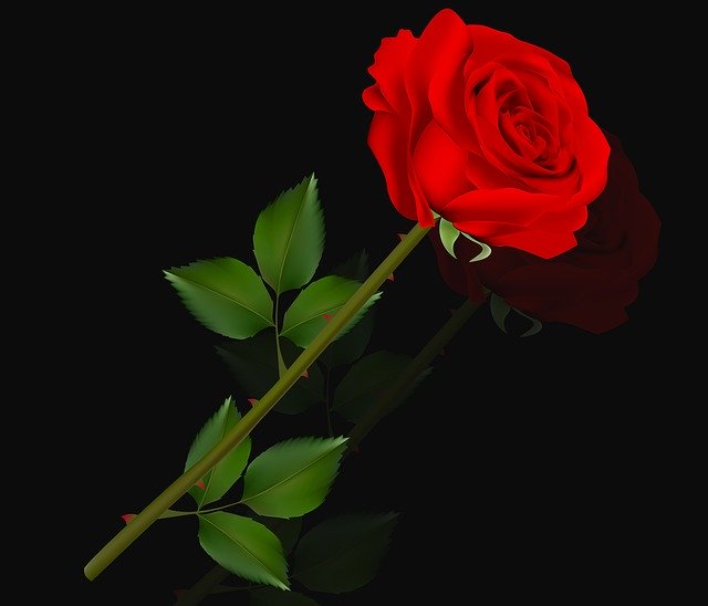 Free download Flower Rosa Love -  free illustration to be edited with GIMP free online image editor