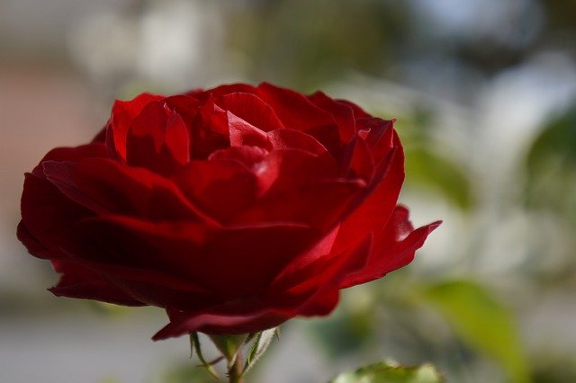 Бесплатно скачать Flower Rosa Red - бесплатную фотографию или картинку для редактирования с помощью онлайн-редактора изображений GIMP