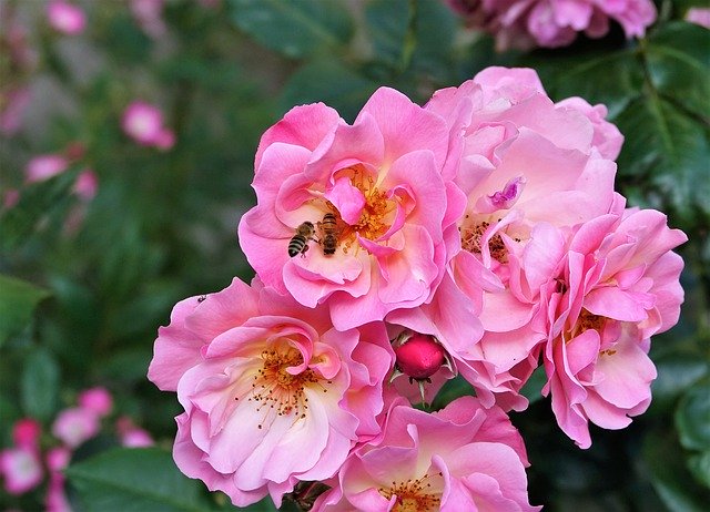 Téléchargement gratuit de Flower Rose Bee Hard - photo ou image gratuite à éditer avec l'éditeur d'images en ligne GIMP