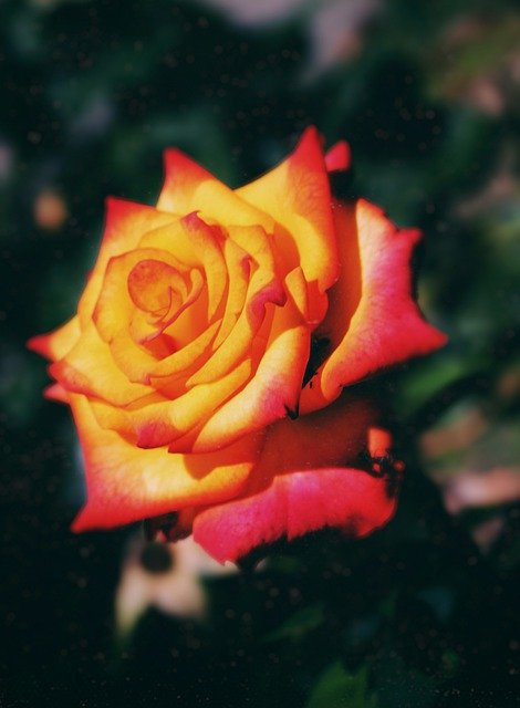 Gratis download Flower Rose Bloom - gratis gratis foto of afbeelding om te bewerken met GIMP online afbeeldingseditor