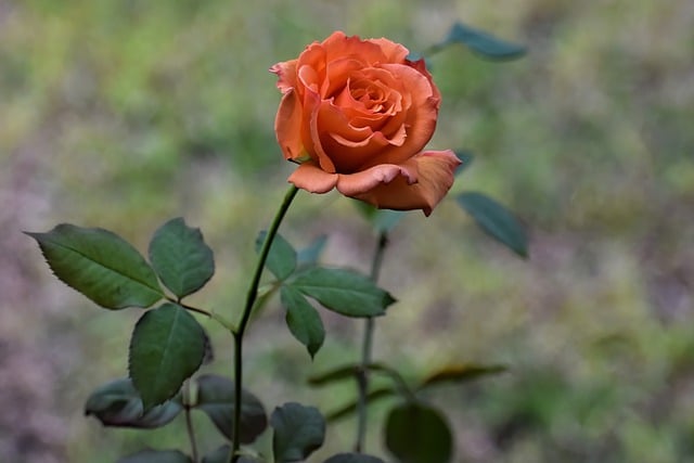 Free download flower rose bloom blossom botany free picture to be edited with GIMP free online image editor