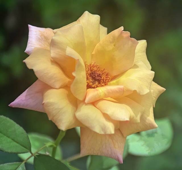 Free download flower rose bloom blossom petals free picture to be edited with GIMP free online image editor