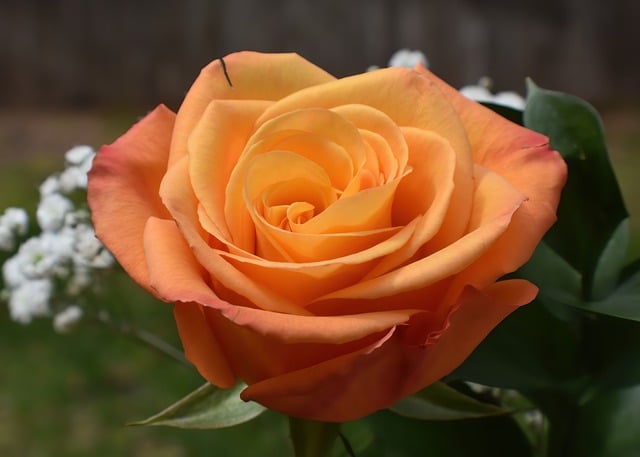 Free download flower rose bloom colorful garden free picture to be edited with GIMP free online image editor