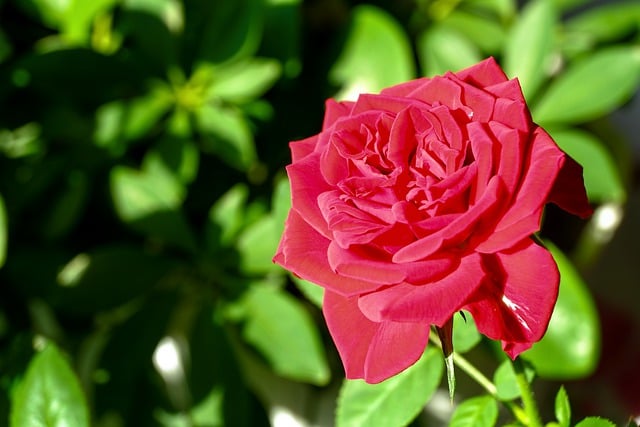 Free download flower rose bloom flora nature free picture to be edited with GIMP free online image editor