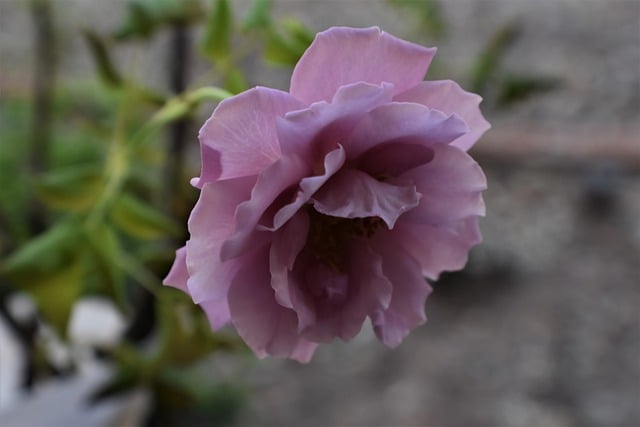 Free download flower rose bloom flora spring free picture to be edited with GIMP free online image editor