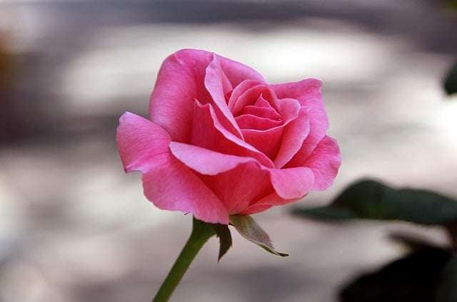 Free download flower rose bloom macro pink free picture to be edited with GIMP free online image editor