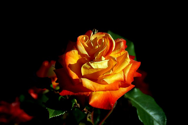 دانلود رایگان عکس گیاه شناسی شکوفه گل رز برای ویرایش با ویرایشگر تصویر آنلاین رایگان GIMP