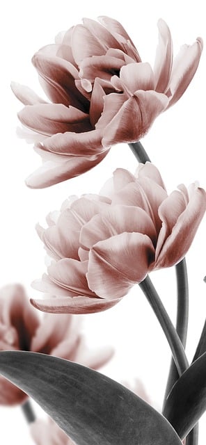 Free download flower rose blossom bloom petals free picture to be edited with GIMP free online image editor