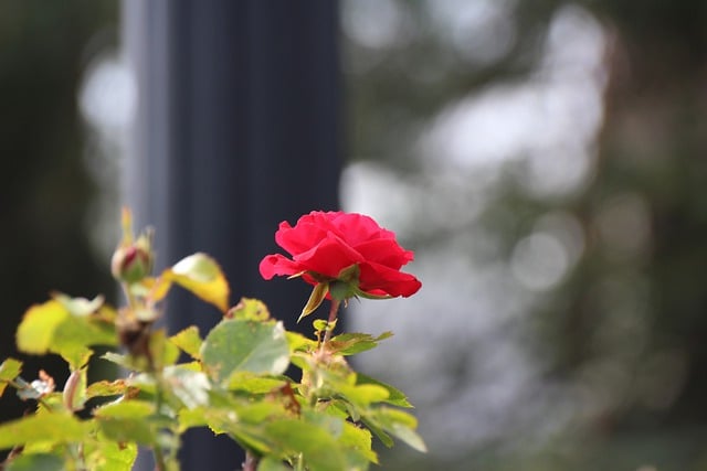 Free download flower rose botanical garden free picture to be edited with GIMP free online image editor