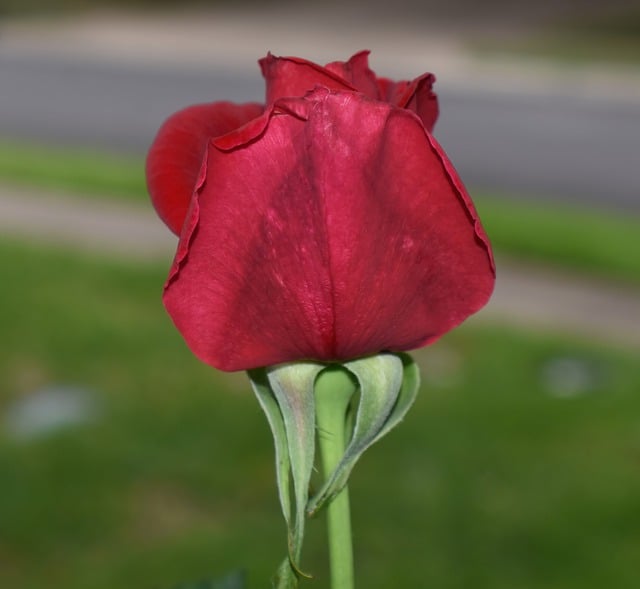 Free download flower rose botany bloom blossom free picture to be edited with GIMP free online image editor