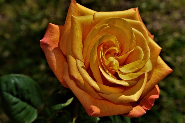 Free download flower rose botany flora colorful free picture to be edited with GIMP free online image editor