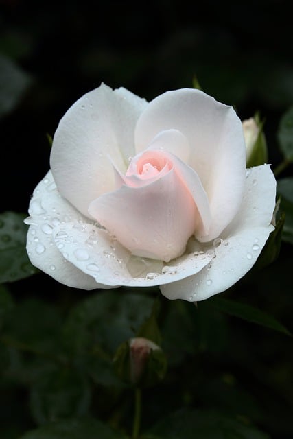Free download flower rose botany petals growth free picture to be edited with GIMP free online image editor