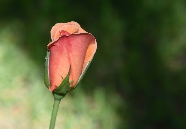 Free download flower rose bud bloom blossom free picture to be edited with GIMP free online image editor