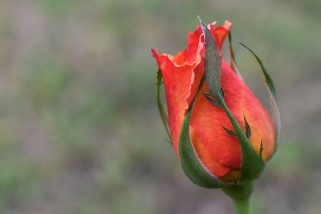 Bezpłatne pobieranie darmowego zdjęcia pąka róży kwitnącego kwiatu róży do edycji za pomocą bezpłatnego edytora obrazów online GIMP