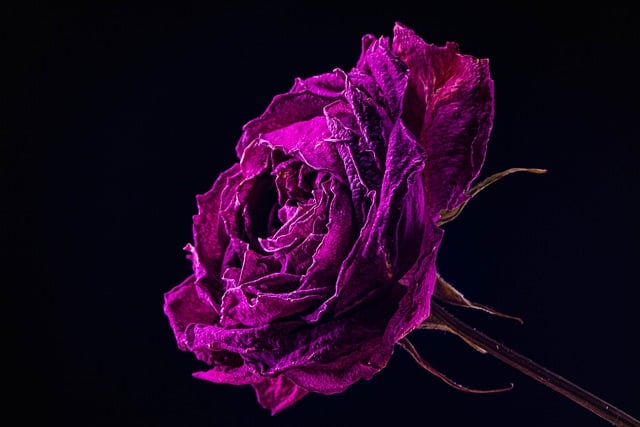 Free download flower rose bud dried up petals free picture to be edited with GIMP free online image editor