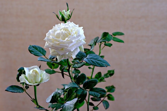GIMP ücretsiz çevrimiçi resim düzenleyiciyle düzenlenecek ücretsiz indir çiçek gül dekorasyonu beyaz çiçek ücretsiz resmi