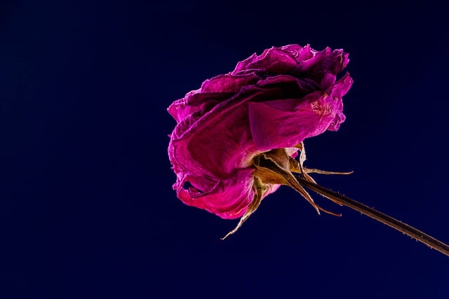 Free download flower rose dry plant herbarium free picture to be edited with GIMP free online image editor