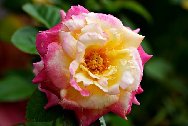 Free download flower rose flora nature free picture to be edited with GIMP free online image editor
