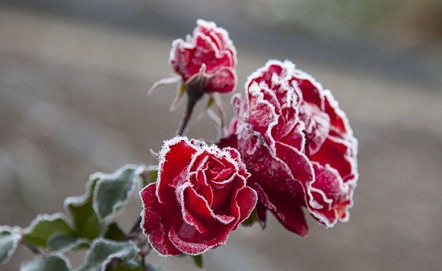 Gratis download Flower Rose In The - gratis foto of afbeelding om te bewerken met GIMP online afbeeldingseditor