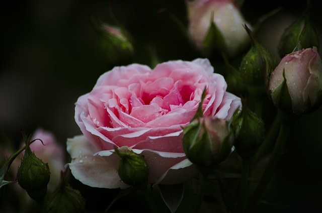Free download flower rose morning dew droplets free picture to be edited with GIMP free online image editor