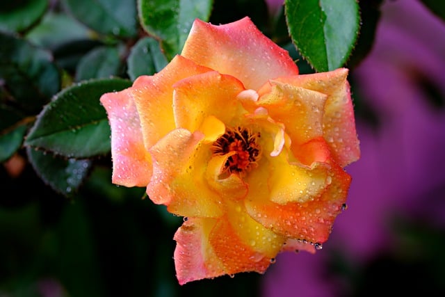 Free download flower rose orange flora nature free picture to be edited with GIMP free online image editor