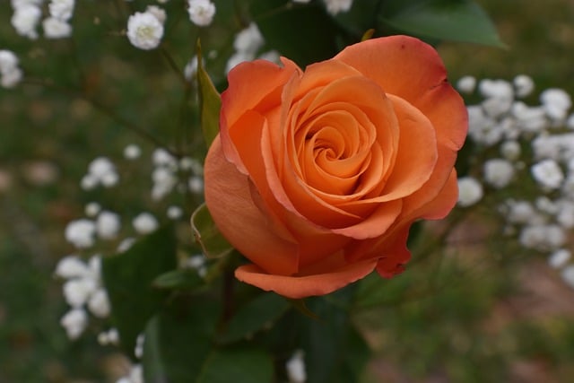 Free download flower rose orange flower free picture to be edited with GIMP free online image editor