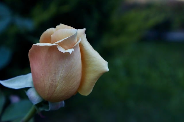 Gratis download bloem roos oranje roos rozenblaadjes gratis foto om te bewerken met GIMP gratis online afbeeldingseditor