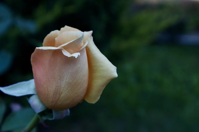 무료 다운로드 꽃 장미 오렌지 장미 장미 잎 김프 무료 온라인 이미지 편집기로 편집할 무료 사진