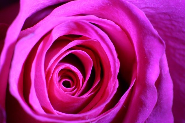 Muat turun percuma Flower Rose Petal - foto atau gambar percuma untuk diedit dengan editor imej dalam talian GIMP