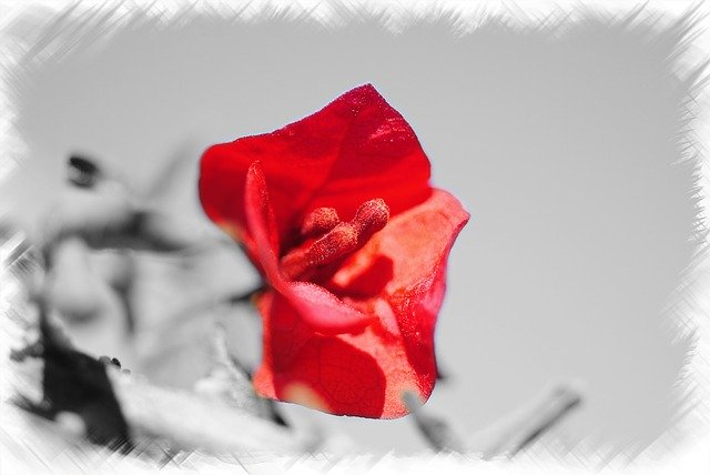 Free download Flower Rose Petals -  free photo or picture to be edited with GIMP online image editor