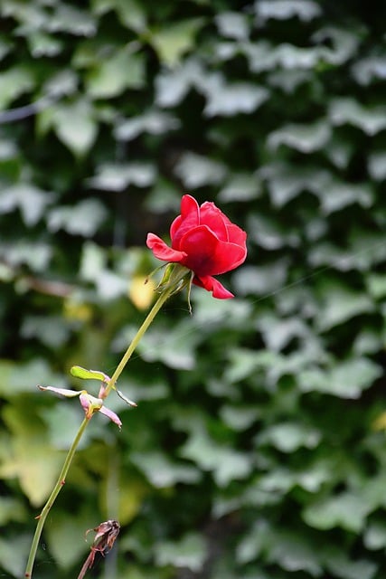 Free download flower rose petals bloom flora free picture to be edited with GIMP free online image editor