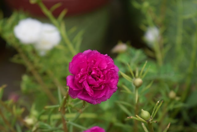 Free download flower rose petals bloom portulaca free picture to be edited with GIMP free online image editor