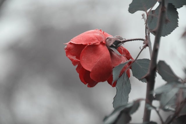 Free download flower rose petals bush flora free picture to be edited with GIMP free online image editor