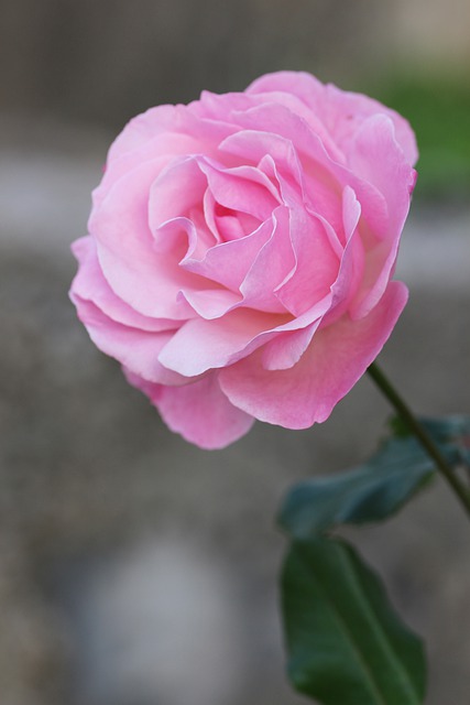 Free download flower rose petals nature pink free picture to be edited with GIMP free online image editor