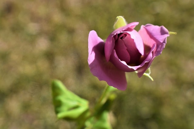 Free download flower rose pink rose bloom flora free picture to be edited with GIMP free online image editor