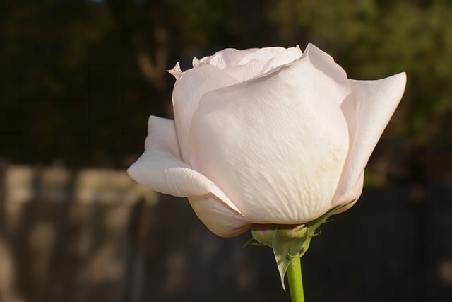 Free download flower rose plant petals free picture to be edited with GIMP free online image editor