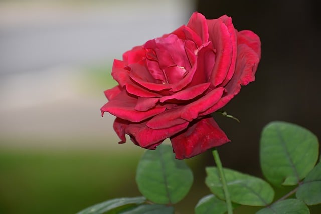 Free download flower rose red rose nature garden free picture to be edited with GIMP free online image editor