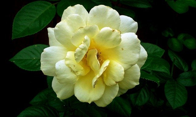 Download gratuito Flower Rose Romantic - foto o immagine gratuita da modificare con l'editor di immagini online di GIMP