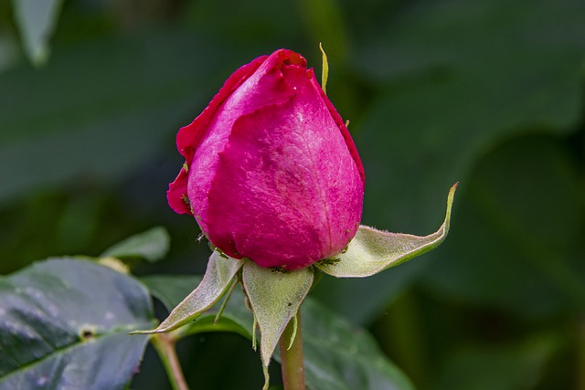 Free download flower rose rose bud leaves flora free picture to be edited with GIMP free online image editor