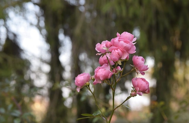 Baixe gratuitamente flores rosas florescendo pétalas de flores imagem gratuita para ser editada com o editor de imagens on-line gratuito do GIMP