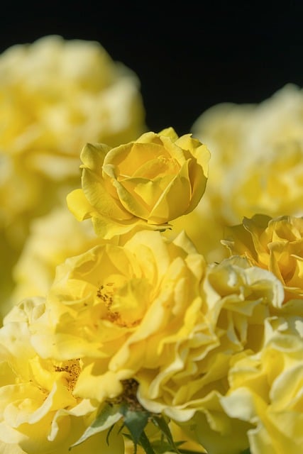 Free download flower roses yellow blossom bloom free picture to be edited with GIMP free online image editor