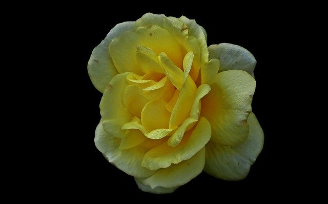 Téléchargement gratuit de Flower Rose Tea - photo ou image gratuite à modifier avec l'éditeur d'images en ligne GIMP